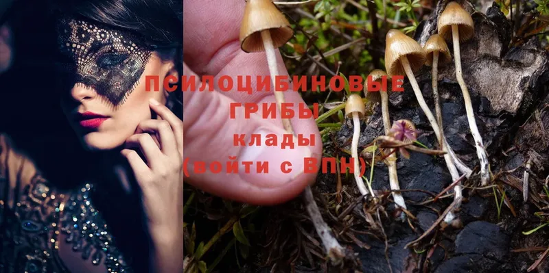 Псилоцибиновые грибы Cubensis  Алейск 